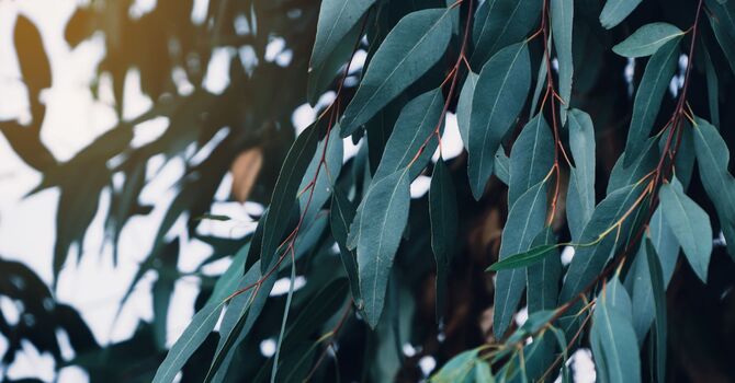 Comprehensive Functional Wellness Package