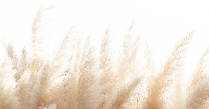 Comprehensive Functional Wellness Package