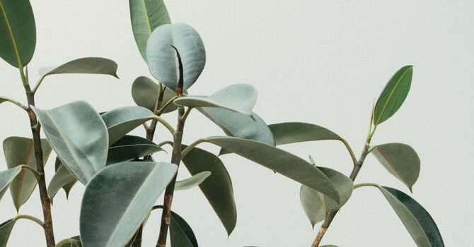 Comprehensive Functional Wellness Package